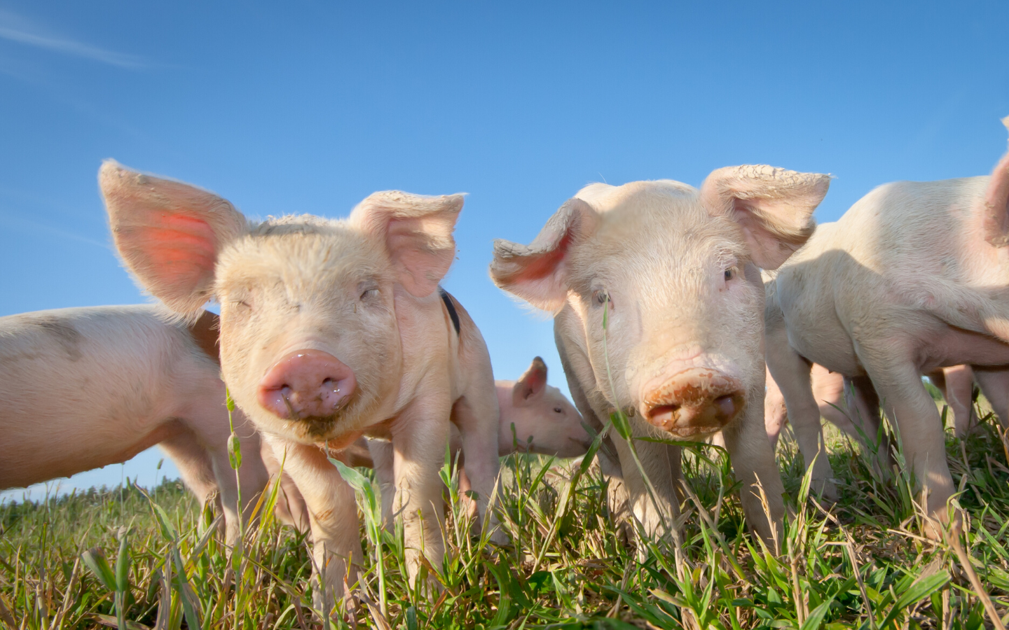 2019 MIDWEST SWINE NUTRITION CONFERENCE NOTES (PART 1)