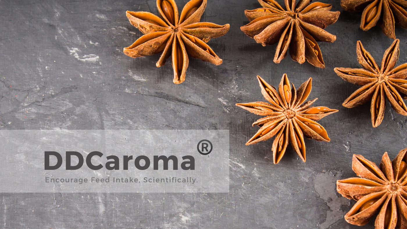 DDCaroma - Anise Flavor