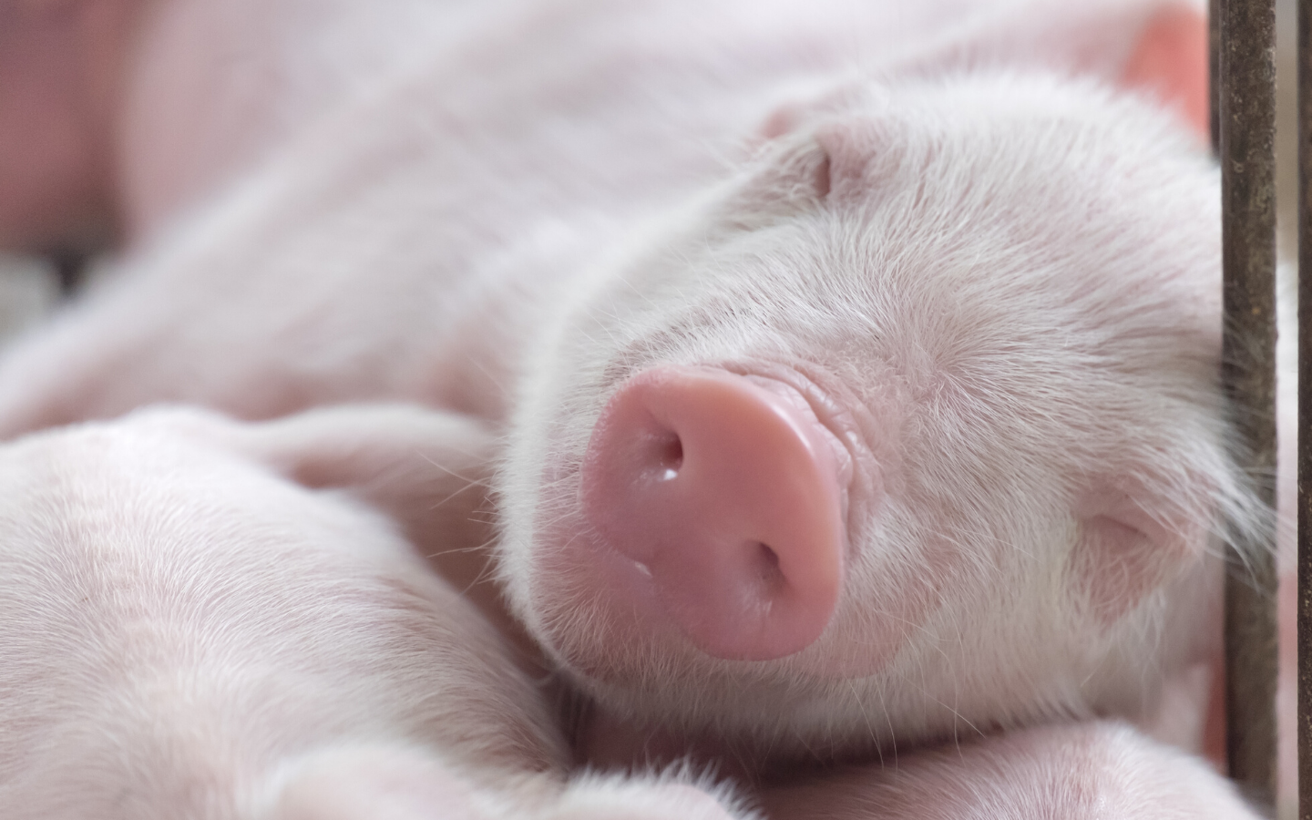 WEANING AND GUT BARRIER DEVELOPMENT --- IMPLICATIONS FOR LIFELONG GUT HEALTH IN PIGS