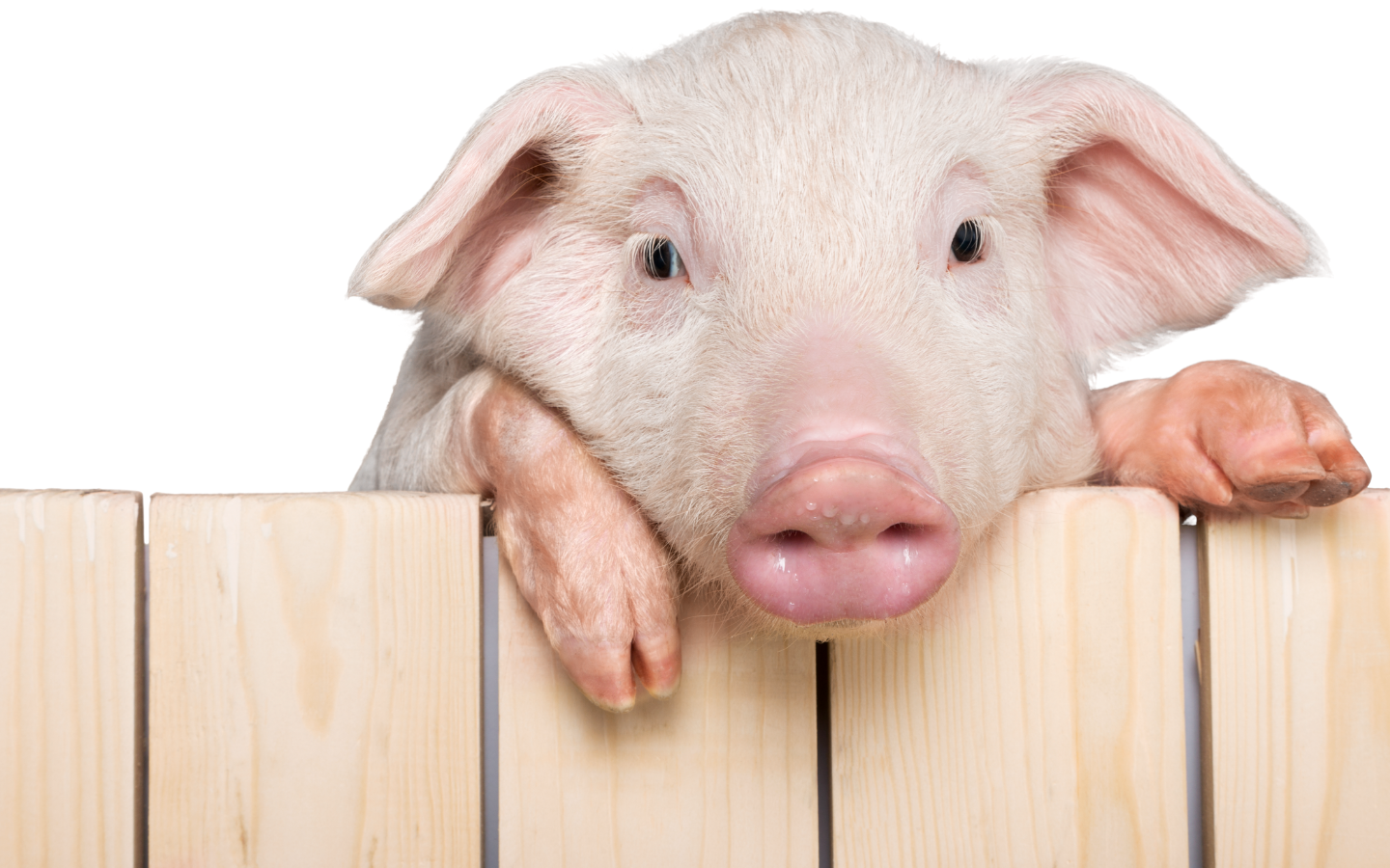 2020 MIDWEST ANNUAL MEETING - GARY ALLEE SYMPOSIUM NOTES