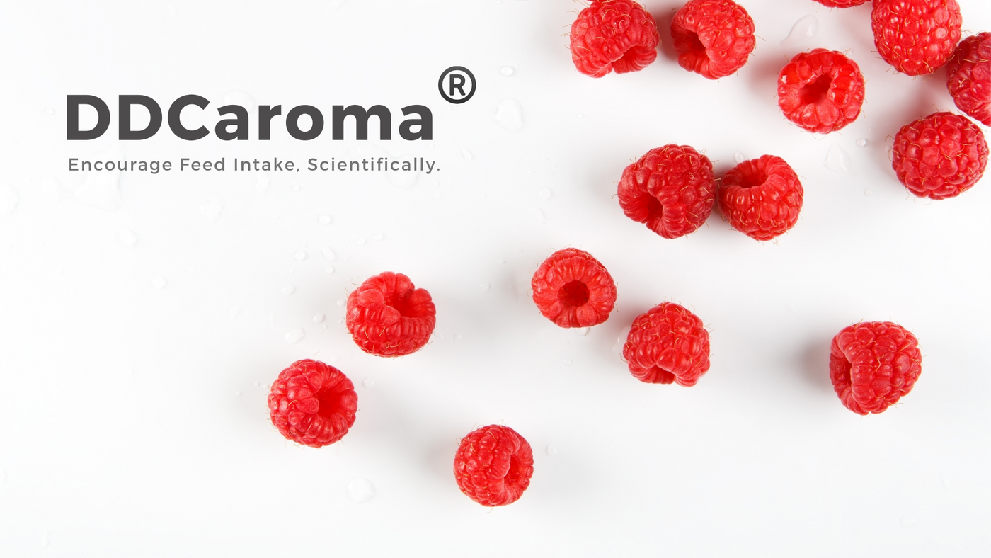 DDCaroma - Raspberry Flavor