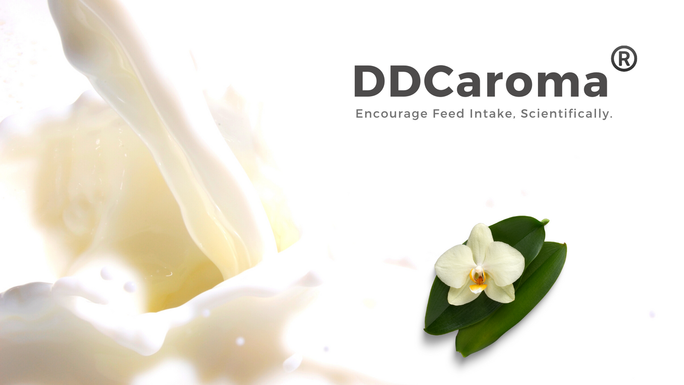 DDCaroma - Milk Vanilla Flavor