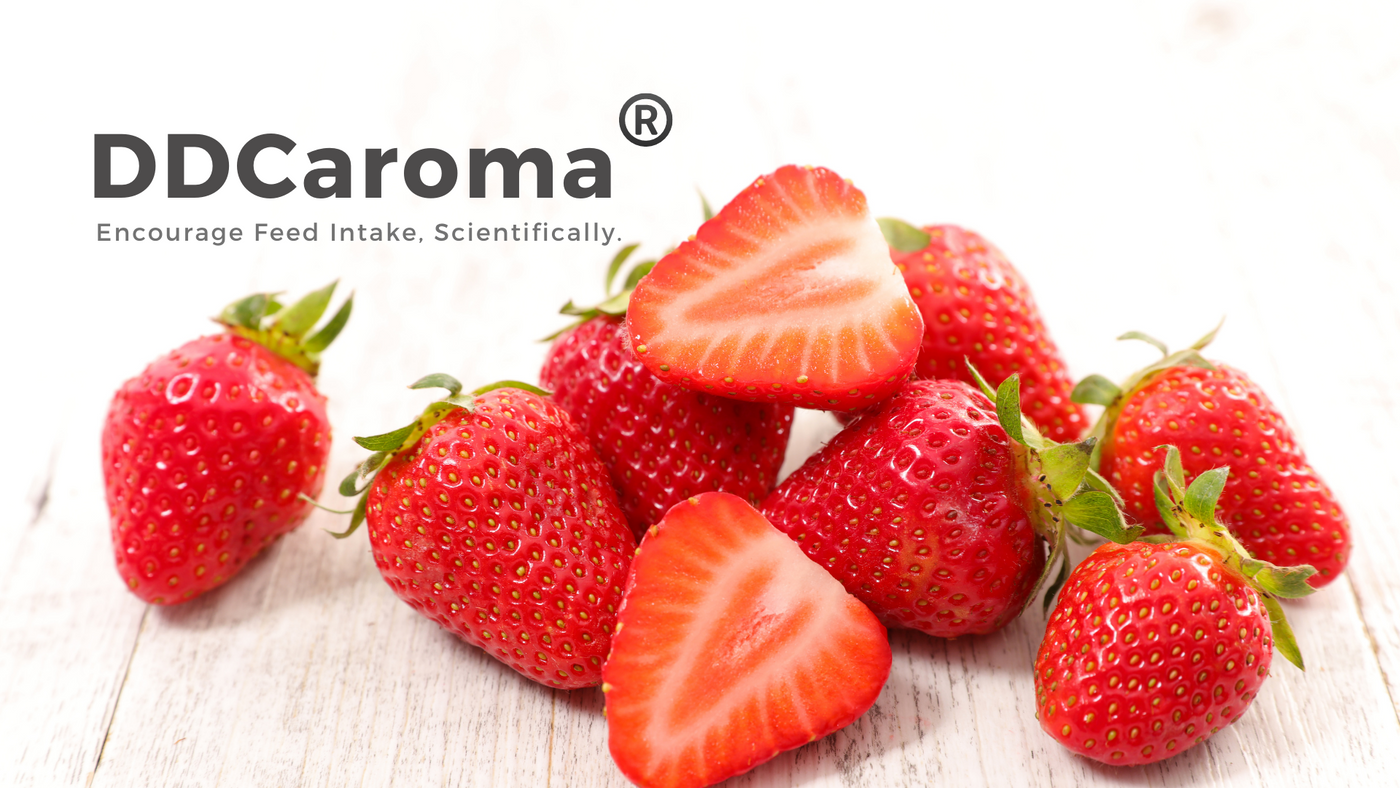 DDCaroma - Strawberry Flavor